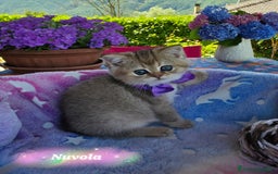 British gatti in vendita: Cuccioli British Golden e Silver a Provincia di Bergamo - Immagine 1
