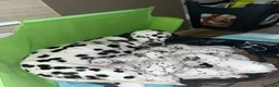 Dalmata cani in vendita: Vendita cani cuccioli dalmata - Annuncio 2