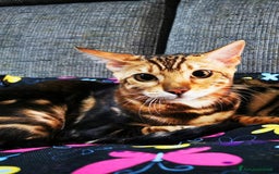 Bengala gatti in vendita: BENGALA CUCCIOLI  - Immagine 3