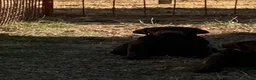 Labrador cani in vendita: Cucciolo Labrador Choco  - Annuncio 8