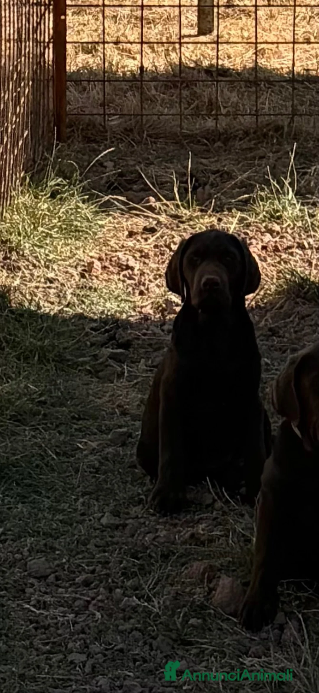 Labrador cani in vendita: Cucciolo Labrador Choco  - Annuncio 8