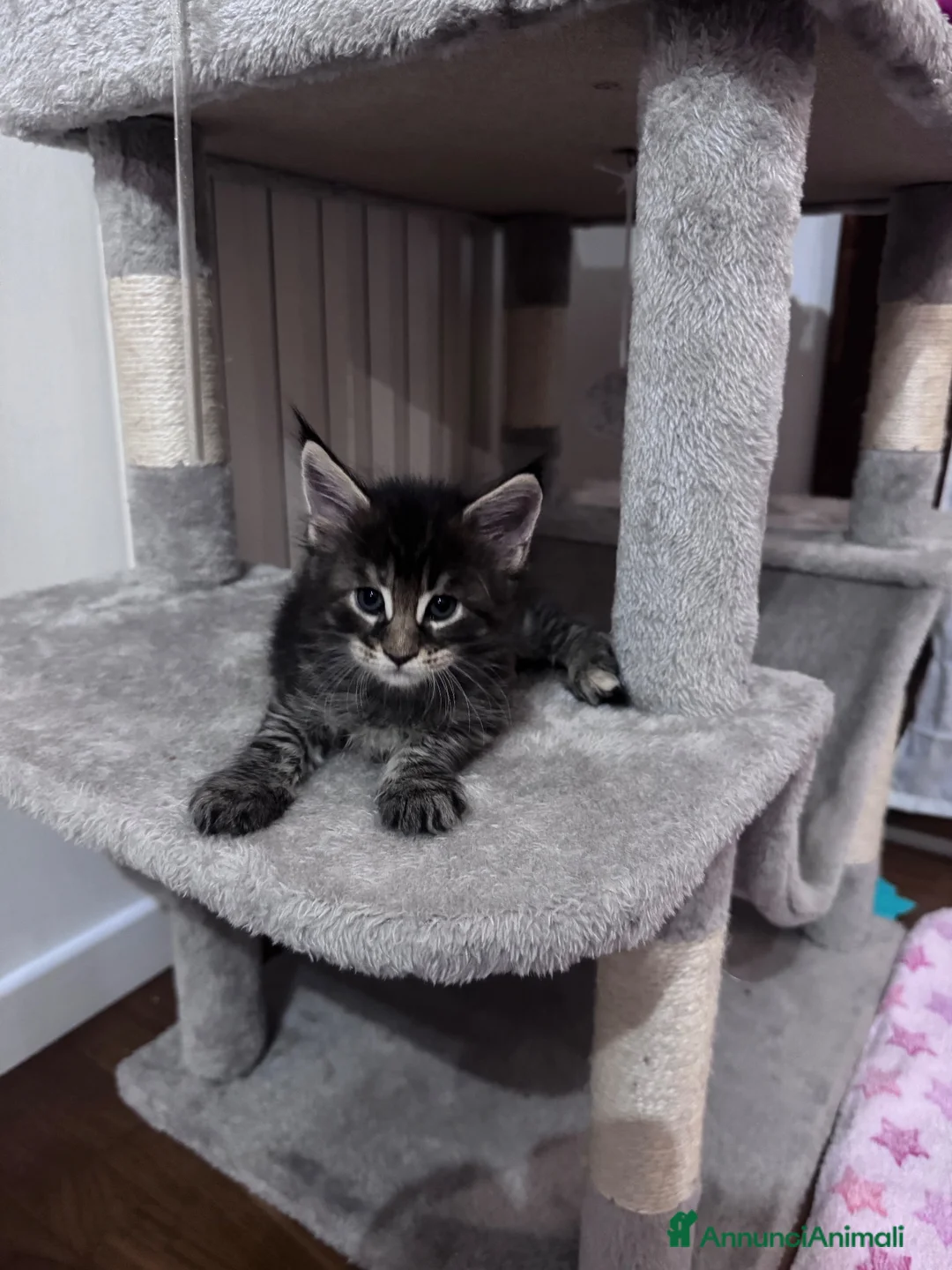 Maine Coon gatti in vendita: Cuccioli Maine Coon - Annuncio 11