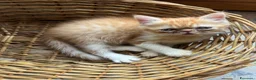 Exotic Shorthair gatti in vendita: Exotic Shorthair cuccioli a Provincia di Parma - Annuncio 4