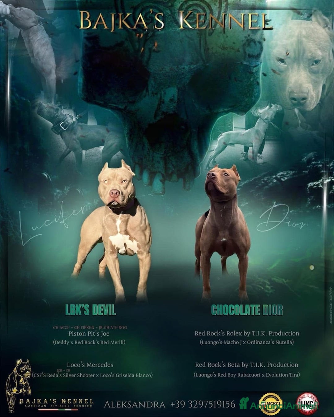 Pitbull cani in vendita: Cuccioli Pitbull con pedigree  - Annuncio 1