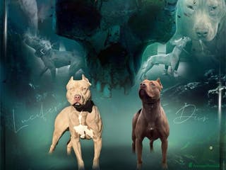 Pitbull cani Cuccioli Pitbull con pedigree - Annuncio 3