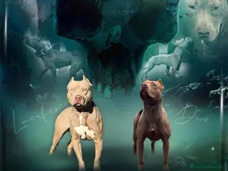 Pitbull cani Cuccioli Pitbull con pedigree - Annuncio 2