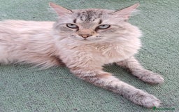 Siberiano gatti in vendita: Cucciolo siberiano neva  a Provincia di Brescia - Immagine 3