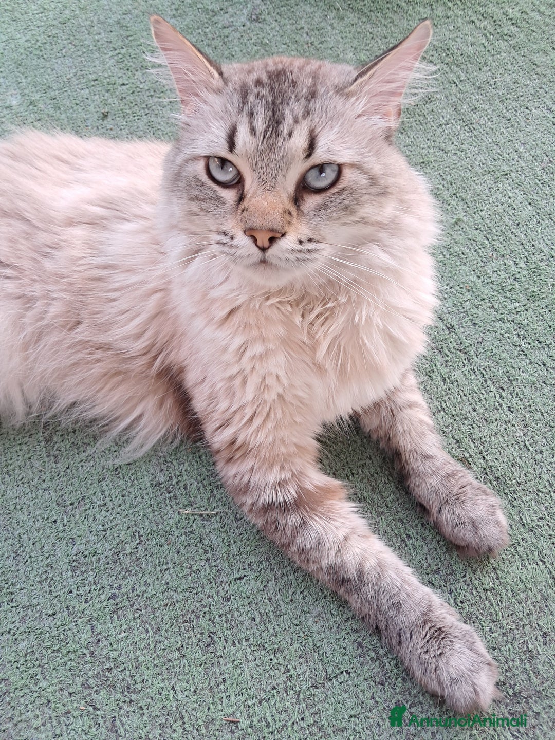 Siberiano gatti in vendita: Cucciolo siberiano neva  a Provincia di Brescia - Immagine 3