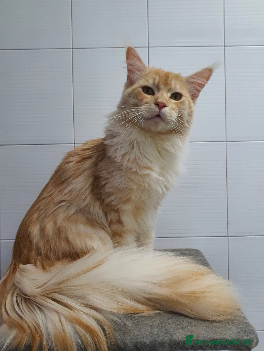 Maine Coon gatti in vendita: Maine coon 1 anno a Città Metropolitana di Napoli - Immagine 3