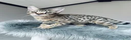 Savannah gatti in vendita: Splendidi cuccioli di gatto Savannah – 4 mesi  - Annuncio 17