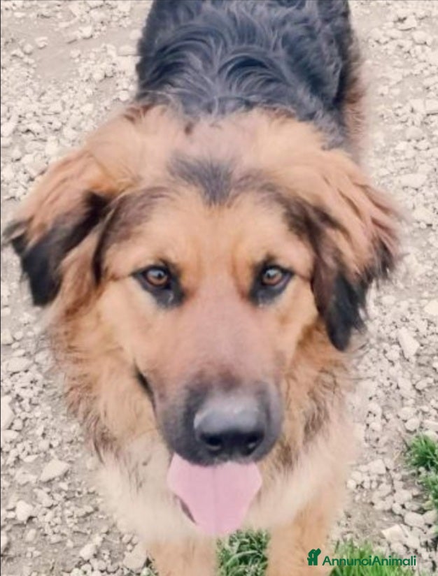 Meticcio cani Mix pastorino pelo lungo 2anni di appelli..SUD a Città metropolitana di Milano - Annuncio 27