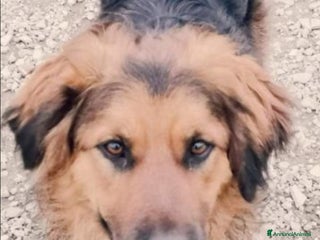Meticcio cani Mix pastorino pelo lungo 2anni di appelli..SUD a Città metropolitana di Milano - Annuncio 27