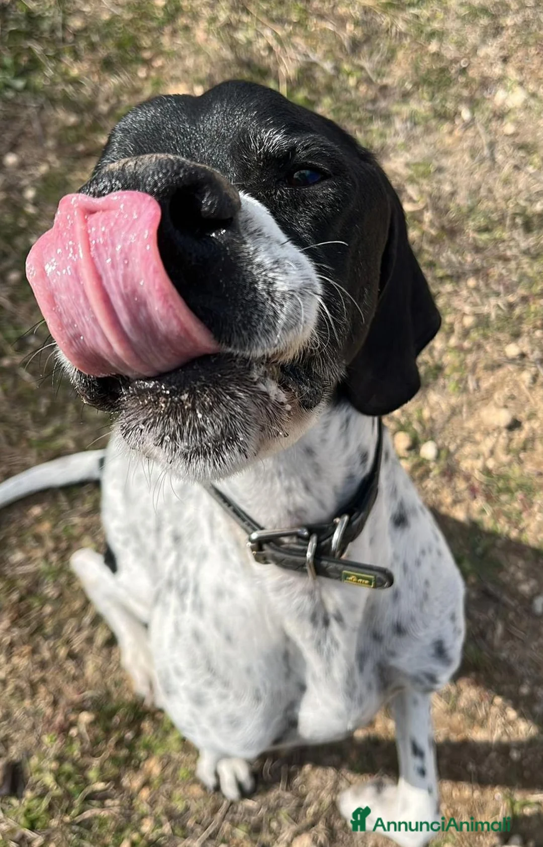 Pointer cani in regalo:  Dolcissimo cane in adozione, DJANGO! - Annuncio 6