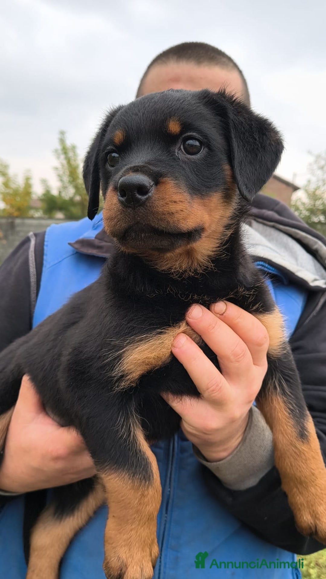 Rottweiler cani in vendita: Karma e Kelly - Cucciole Rottweiler Pedigree Enci - Annuncio 1