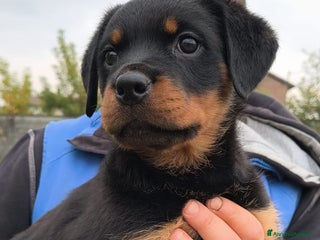 Rottweiler cani Karma e Kelly - Cucciole Rottweiler Pedigree Enci - Annuncio 6
