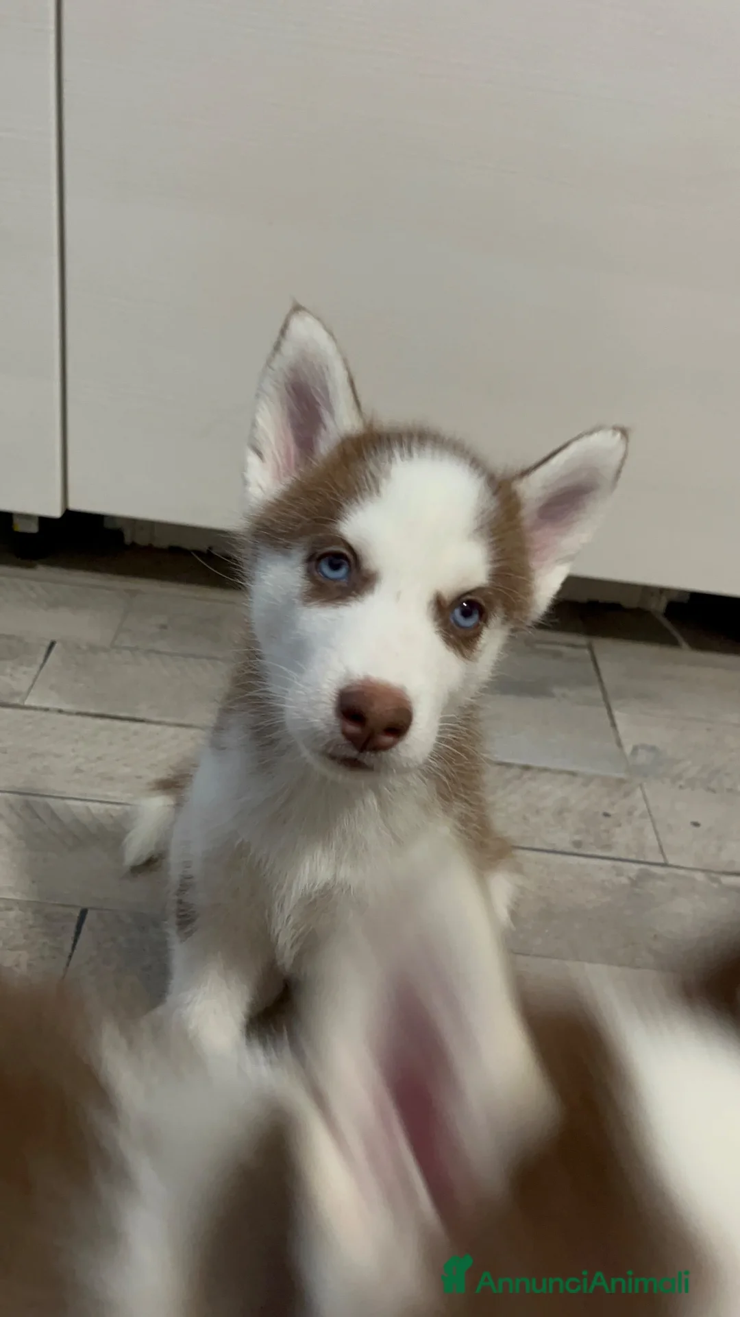 Husky cani in vendita: Cucciola di Siberian husky - Annuncio 2