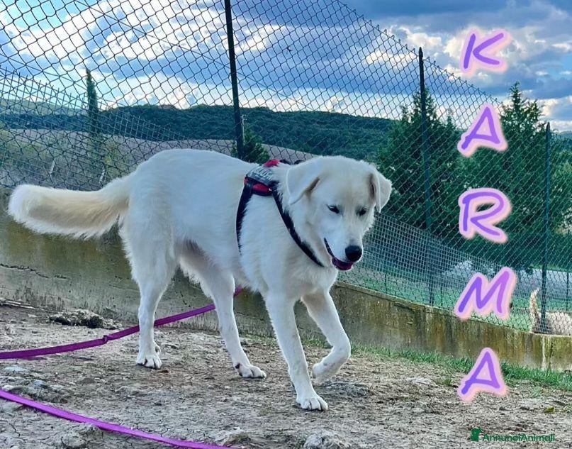 Meticcio cani in regalo: KARMA giovane e bellissima - Annuncio 3