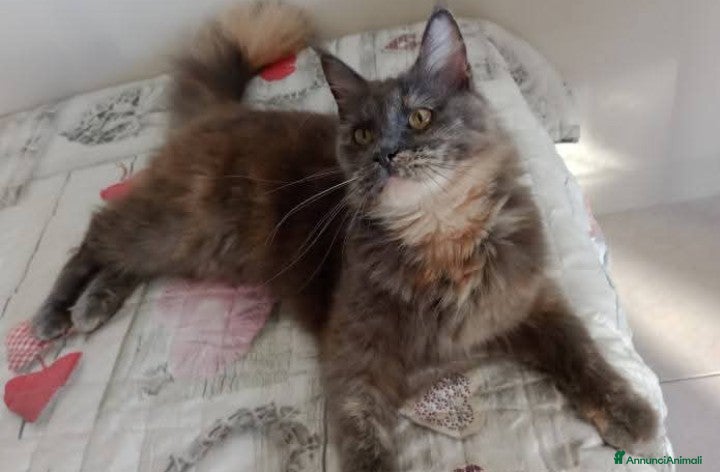 Maine Coon gatti Cuccioli di Maine Coon  - Annuncio 25