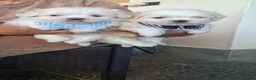 Maltese cani in vendita: Maltesi coreani - Annuncio 6