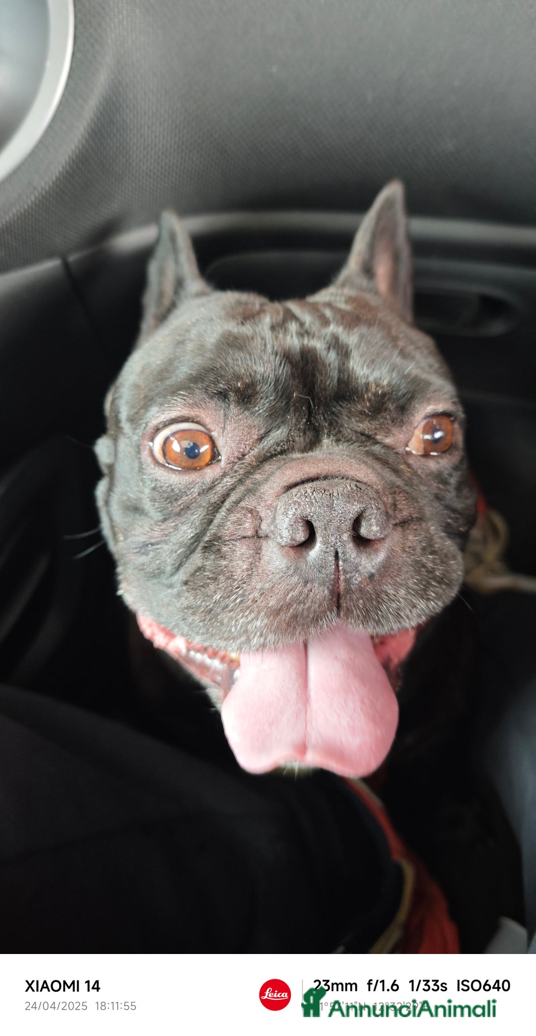 Bulldog Francese cani per accoppiamento: Oliver per accoppiamento....❤️❤️🙏🙏🙏 - Annuncio 1