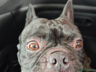 Bulldog Francese cani Oliver per accoppiamento....❤️❤️🙏🙏🙏 - Annuncio 2