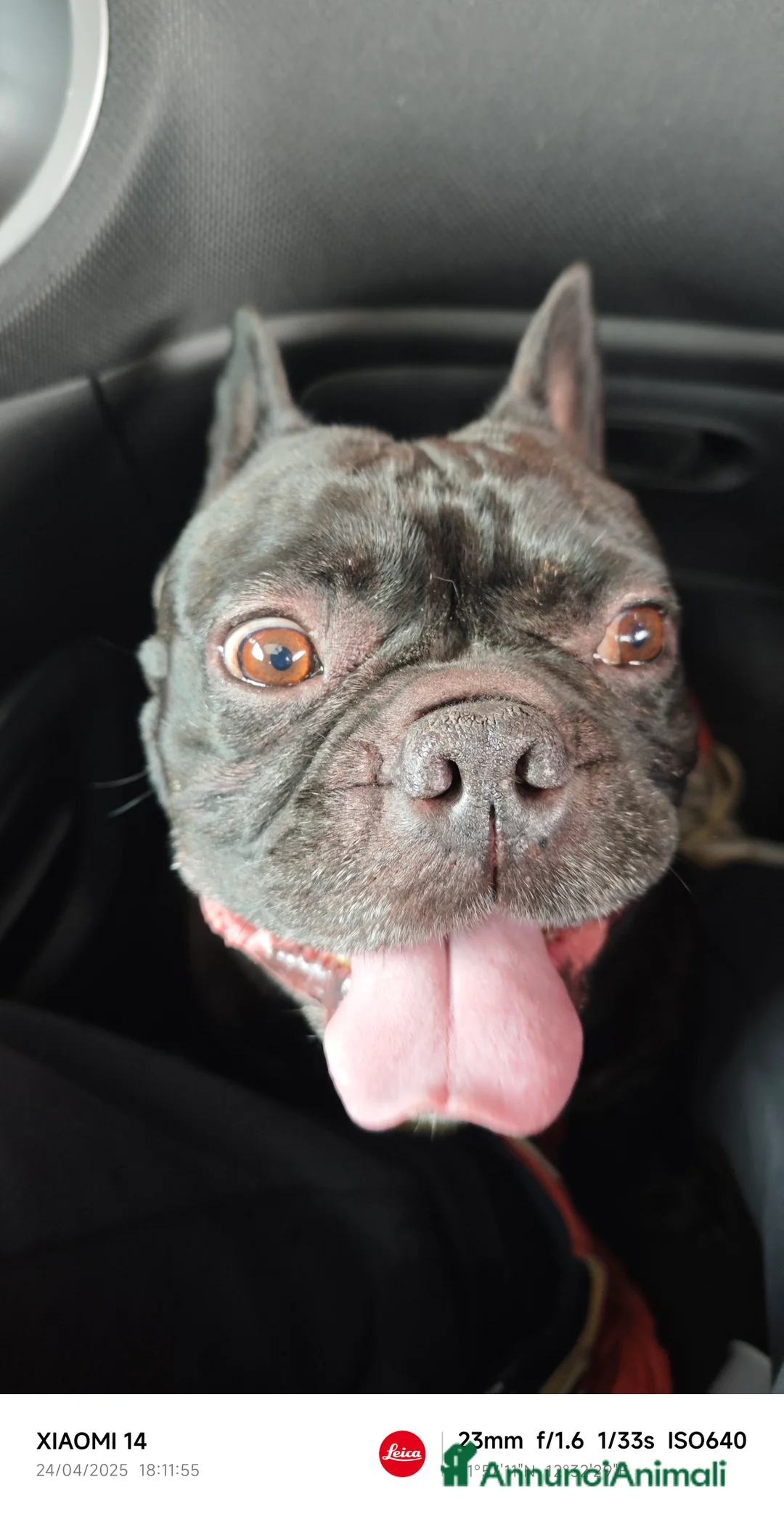 Bulldog Francese cani per accoppiamento: Oliver per accoppiamento....❤️❤️🙏🙏🙏 - Annuncio 1