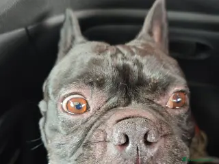 Bulldog Francese cani Oliver per accoppiamento....❤️❤️🙏🙏🙏 - Annuncio 7