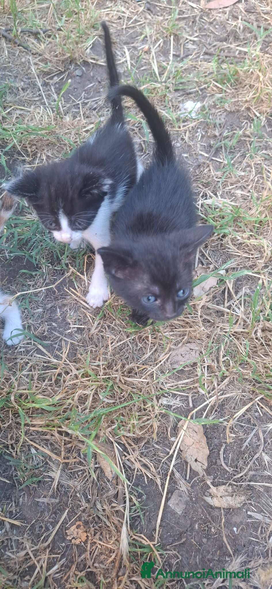 Meticcio gatti Gattini cedo solo a persone responsabili - Annuncio 1