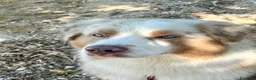 Australian Shepherd cani per accoppiamento: PASTORE AUSTR. RED MERLE disponibile per MONTA a Provincia di Verona - Annuncio 4