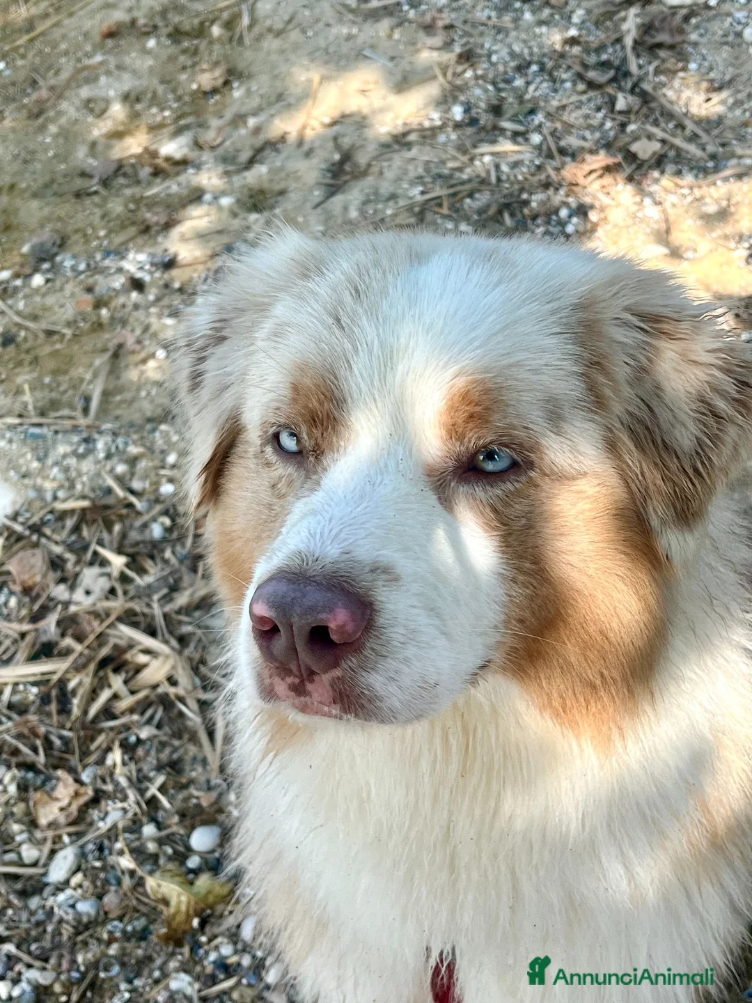 Australian Shepherd cani per accoppiamento: PASTORE AUSTR. RED MERLE disponibile per MONTA a Provincia di Verona - Annuncio 4
