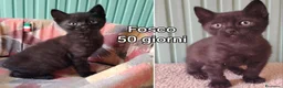 Europeo gatti in regalo: GATTINI BISOGNOSI: URGENTI ADOZIONI  a Città Metropolitana di Bologna - Annuncio 4