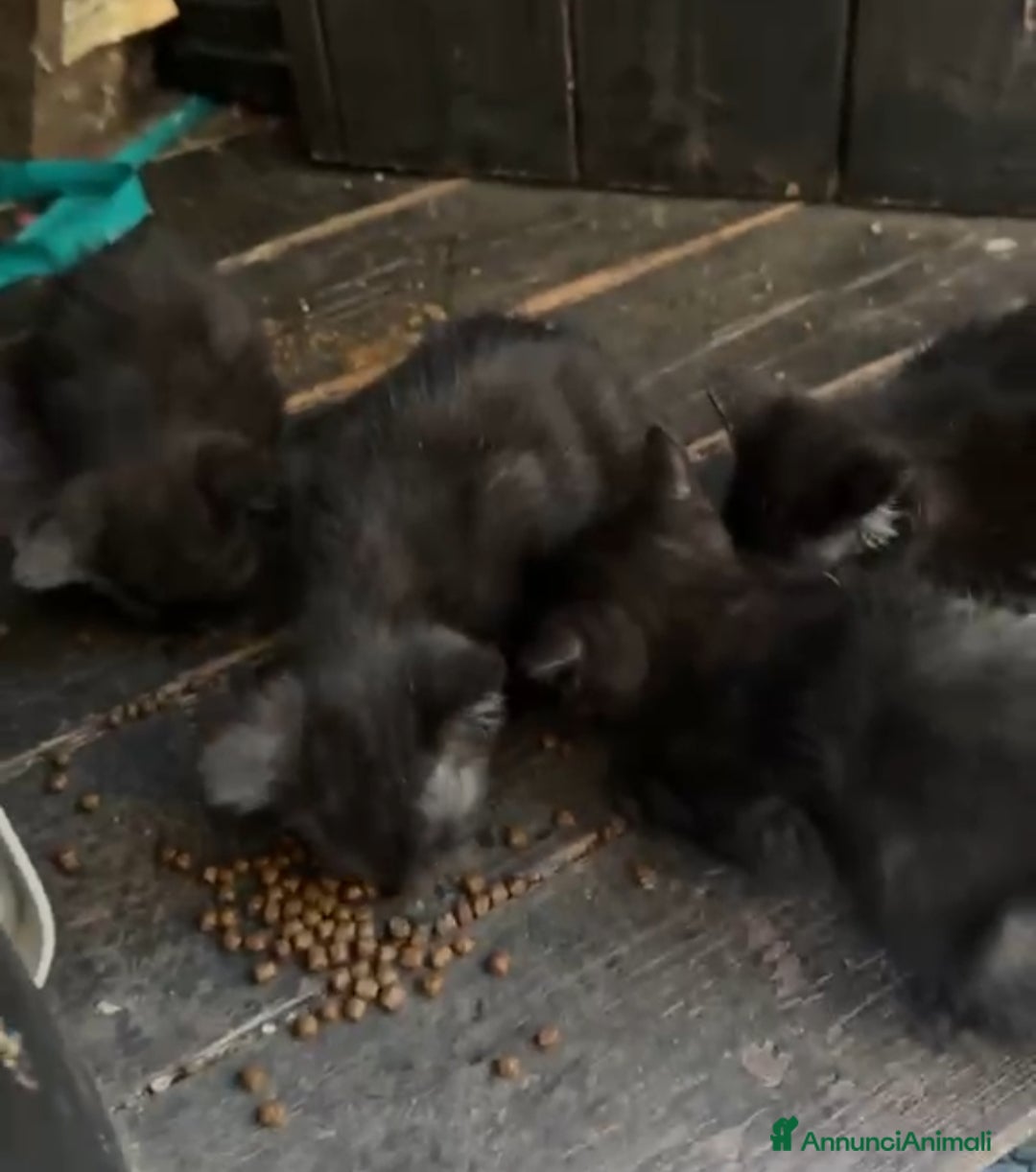 Meticcio gatti in regalo: GATTINI NERI a Provincia di Piacenza - Annuncio 3
