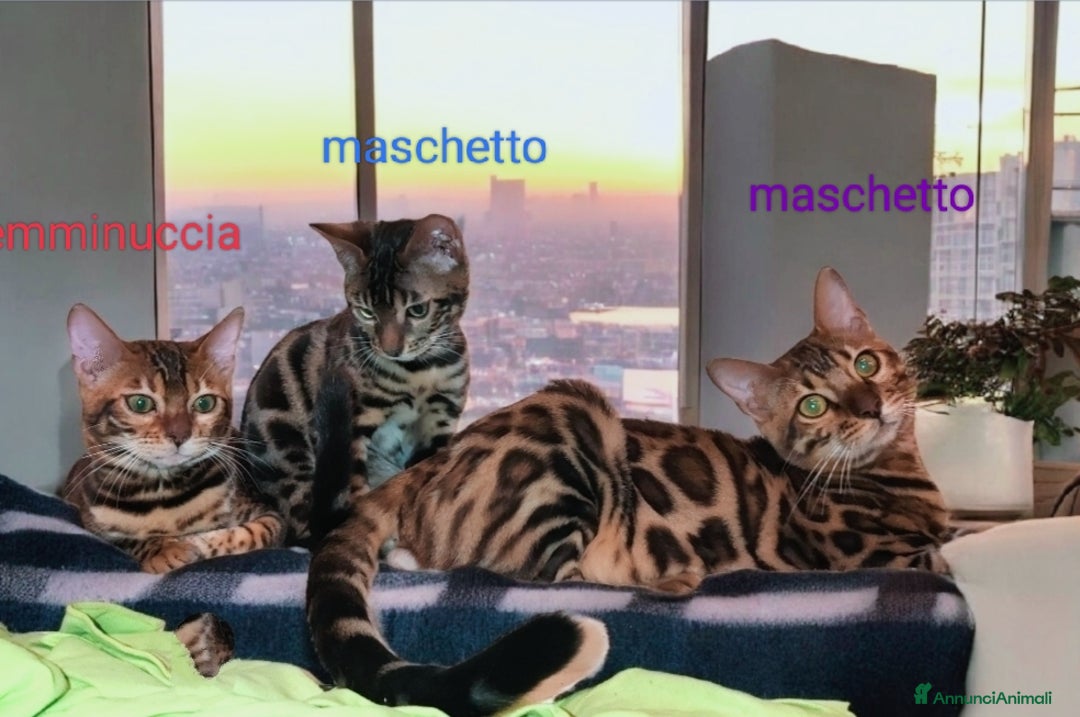 Bengala gatti in vendita: Stupendo gattino Bengala  - Annuncio 6