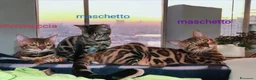 Bengala gatti in vendita: Stupendo gattino Bengala  - Annuncio 7