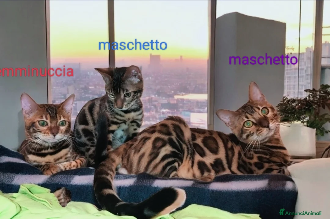 Bengala gatti in vendita: Stupendo gattino Bengala  - Annuncio 7