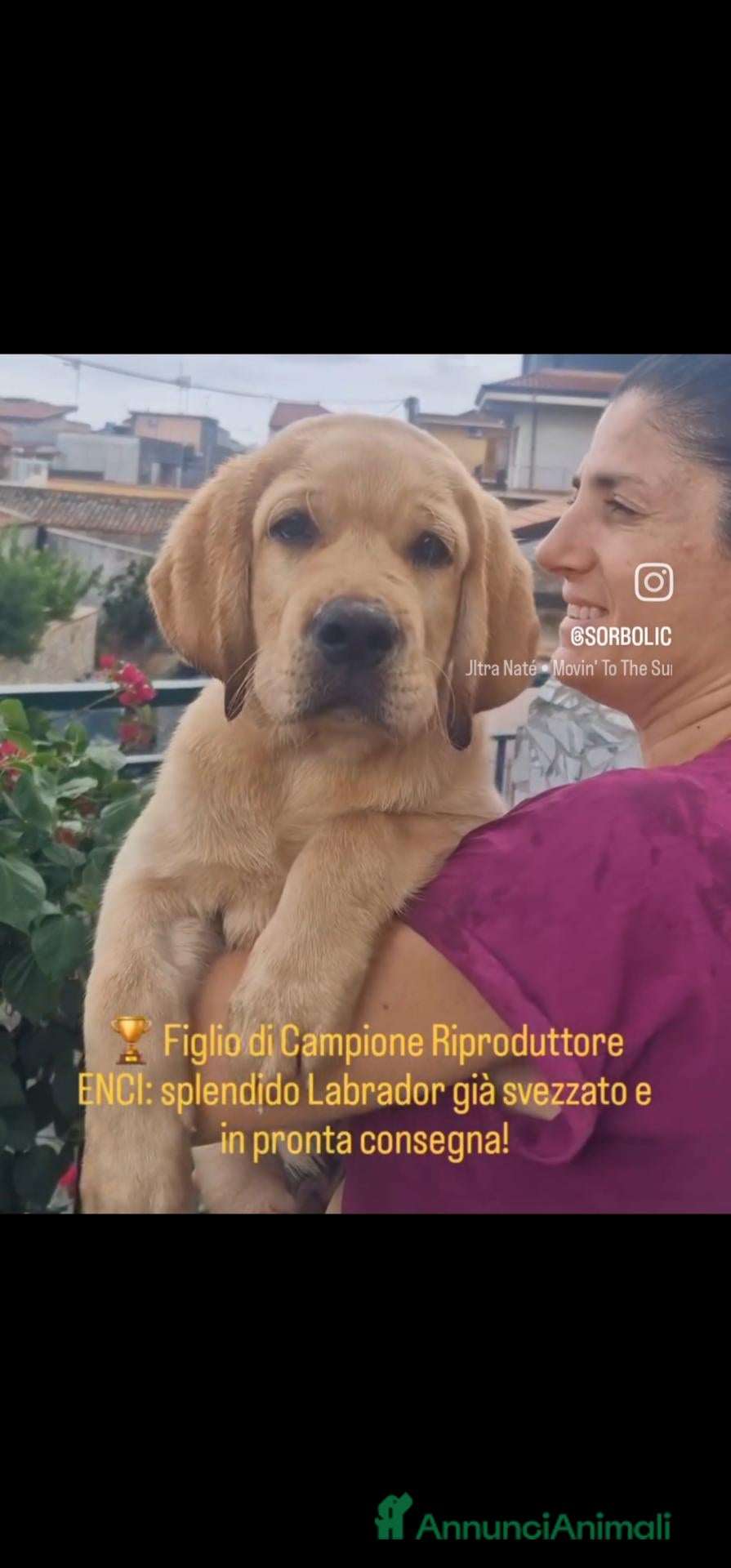 Labrador cani LABRADOR ALTA GENEALOGIA - FIGLI DI CAMPIONE ENCI - Annuncio 11