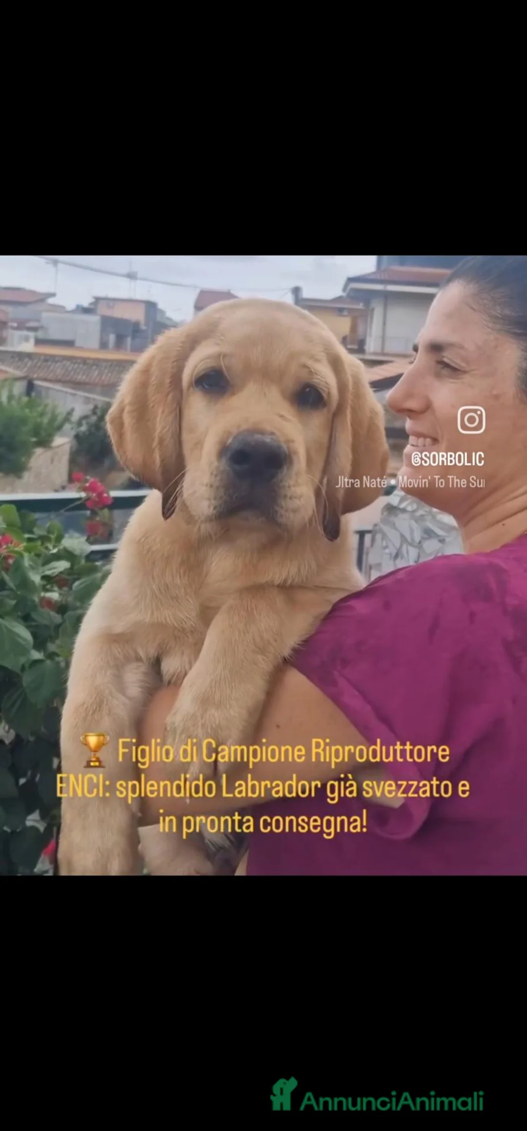 Labrador cani in vendita: LABRADOR ALTA GENEALOGIA - FIGLI DI CAMPIONE ENCI - Annuncio 1