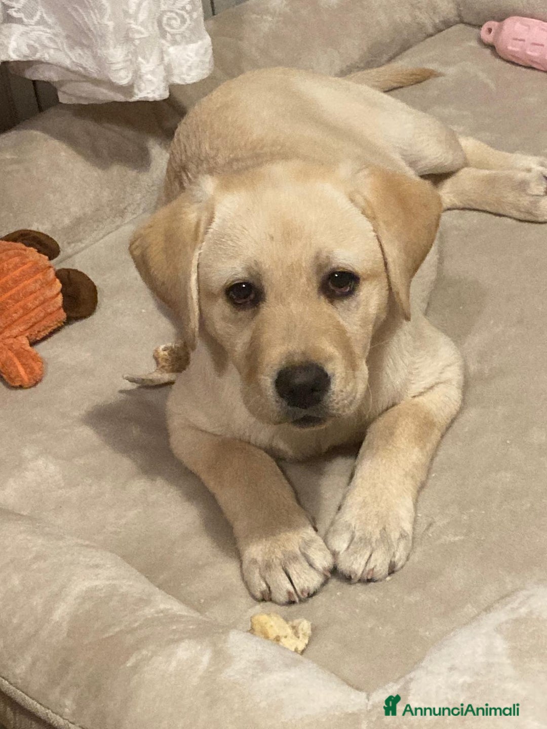 Labrador cani in vendita: Labrador  - Annuncio 2