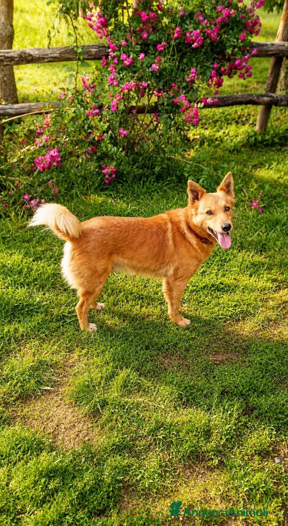 Meticcio cani Il cagnolino x tutti, 11/12 chili, 3 anni  - Annuncio 2