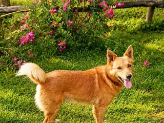 Meticcio cani Il cagnolino x tutti, 11/12 chili, 3 anni - Annuncio 2
