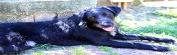 Meticcio cani in regalo: Jerry, bellissimo spinone in adozione - Annuncio 7