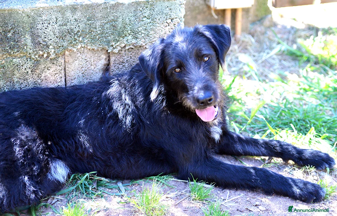 Meticcio cani in regalo: Jerry, bellissimo spinone in adozione - Annuncio 7