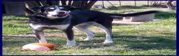 Meticcio cani in regalo: DUMBO simpaticone aspetta.... a Città metropolitana di Milano - Annuncio 1