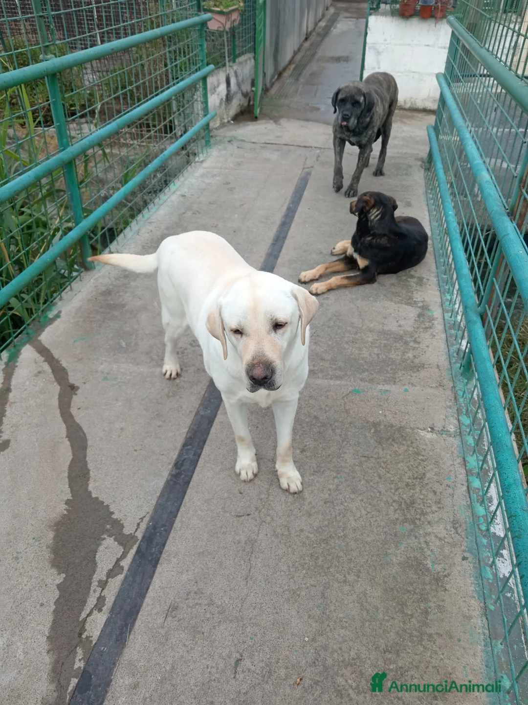 Labrador cani in regalo: Teodoro, Labrador in Canile - Annuncio 1