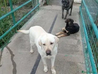 Labrador cani Teodoro, Labrador in Canile - Annuncio 2