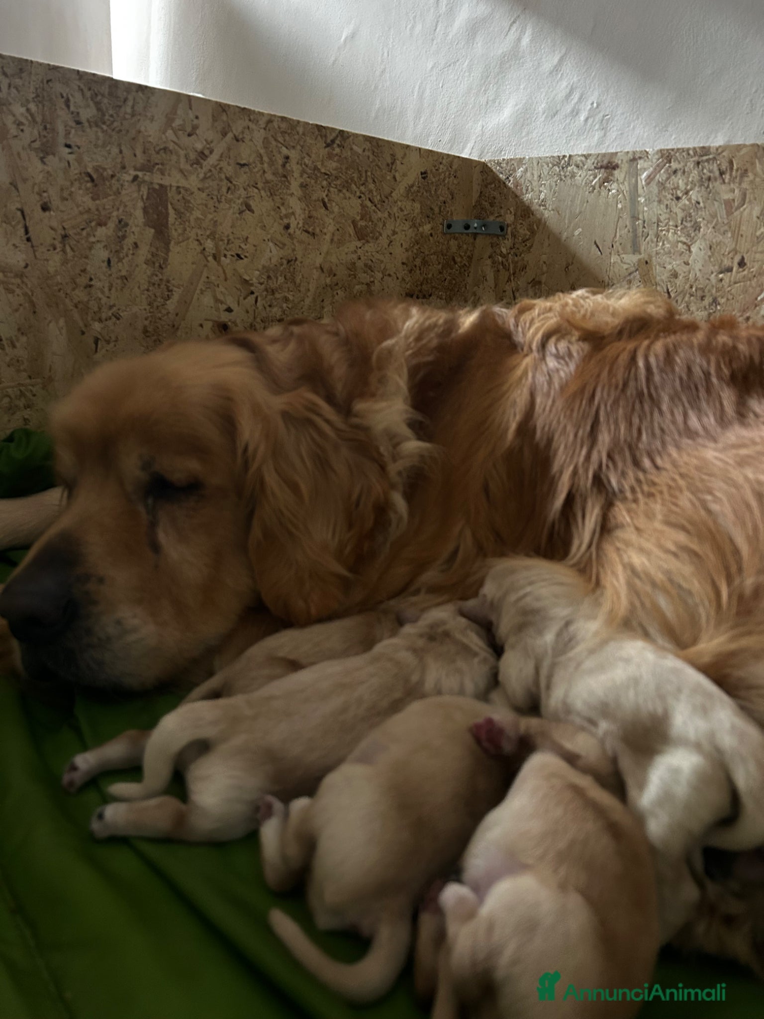 Golden Retriever cani Golden Retrivers  - Annuncio 2