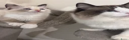 Ragdoll gatti in vendita: Gattina Ragdoll a Città metropolitana di Roma Capitale - Annuncio 2