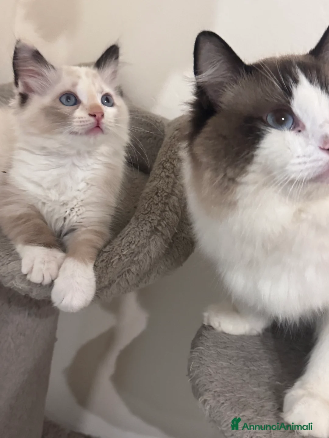 Ragdoll gatti in vendita: Gattina Ragdoll a Città metropolitana di Roma Capitale - Annuncio 2