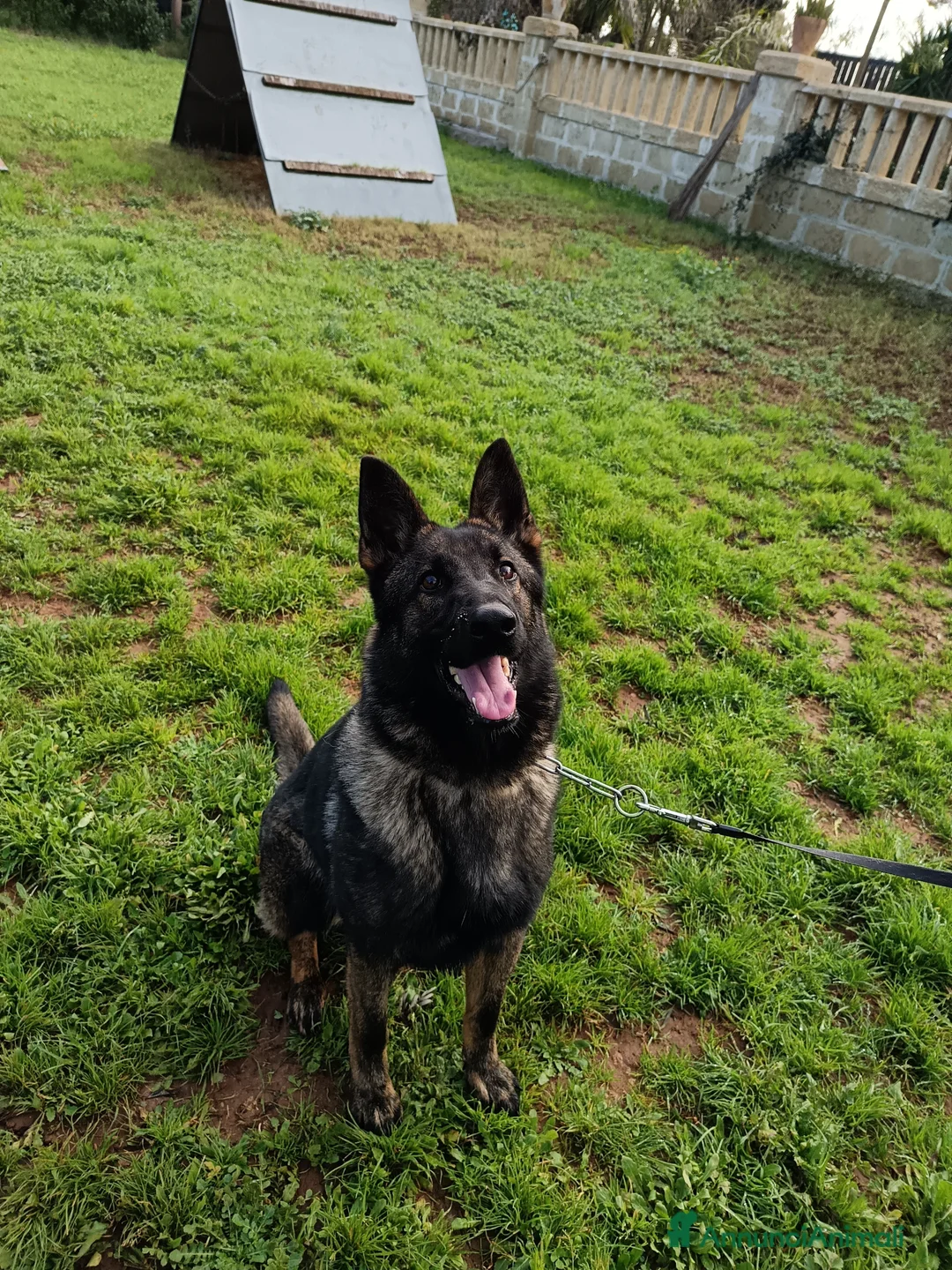 Pastore Tedesco cani in vendita: Cucciolona pastore tedesco - Annuncio 1