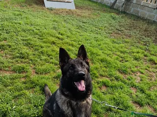 Pastore Tedesco cani Cucciolona pastore tedesco - Annuncio 3